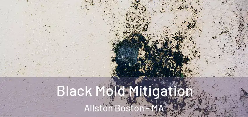 Black Mold Mitigation Allston Boston - MA