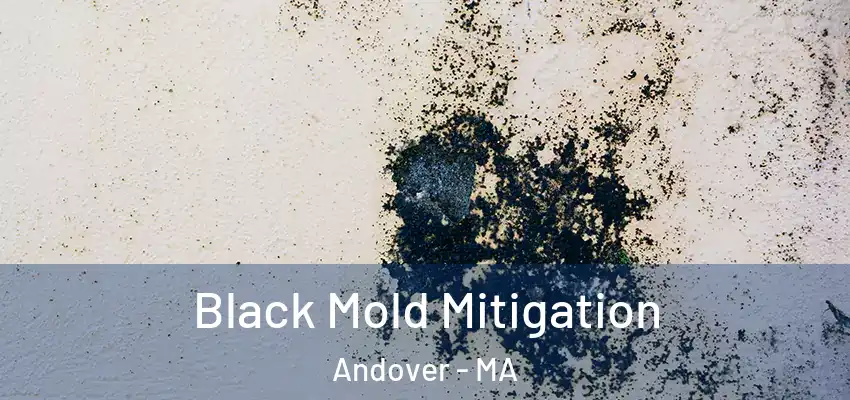 Black Mold Mitigation Andover - MA