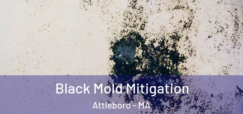  Black Mold Mitigation Attleboro - MA