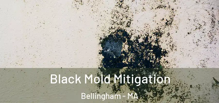 Black Mold Mitigation Bellingham - MA