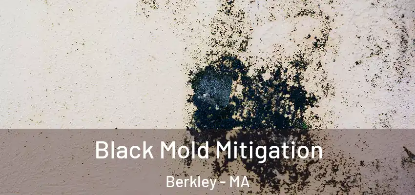 Black Mold Mitigation Berkley - MA