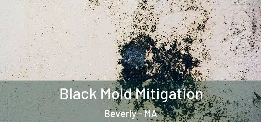 Black Mold Mitigation Beverly - MA