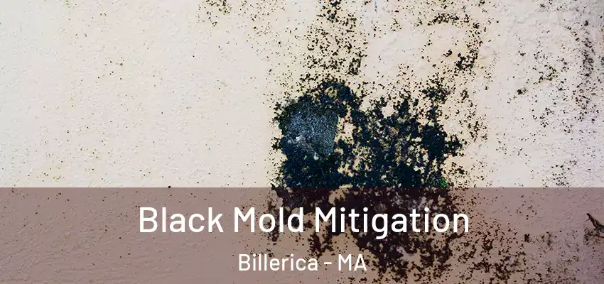Black Mold Mitigation Billerica - MA