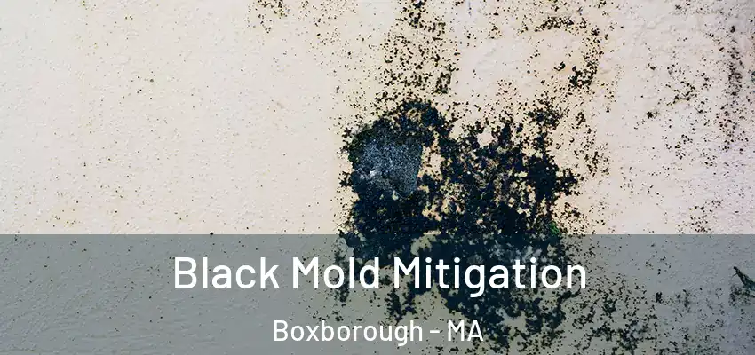 Black Mold Mitigation Boxborough - MA