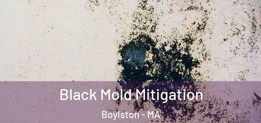 Black Mold Mitigation Boylston - MA