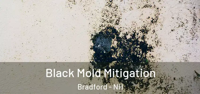 Black Mold Mitigation Bradford - NH