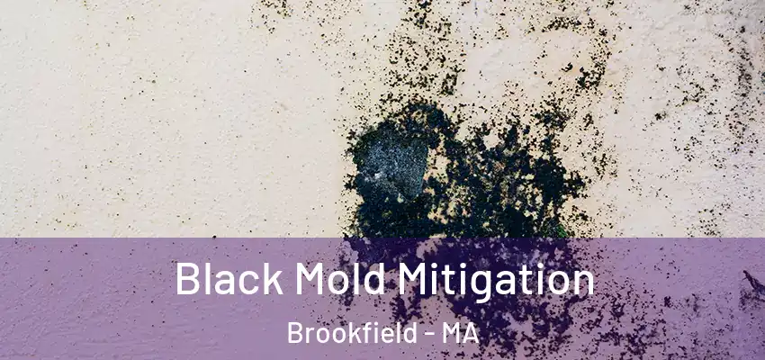 Black Mold Mitigation Brookfield - MA
