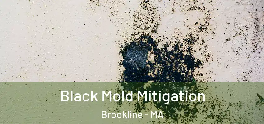 Black Mold Mitigation Brookline - MA