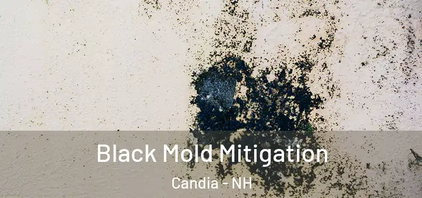 Black Mold Mitigation Candia - NH