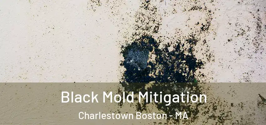 Black Mold Mitigation Charlestown Boston - MA
