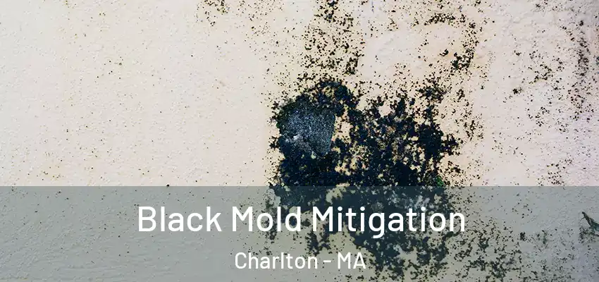 Black Mold Mitigation Charlton - MA