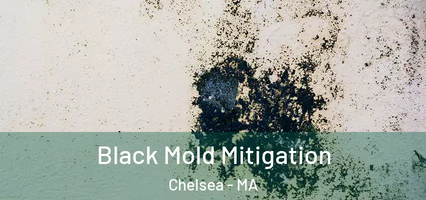 Black Mold Mitigation Chelsea - MA