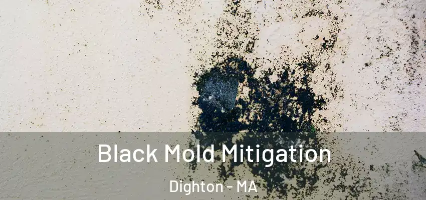 Black Mold Mitigation Dighton - MA