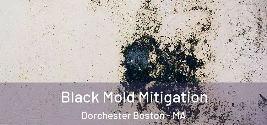 Black Mold Mitigation Dorchester Boston - MA