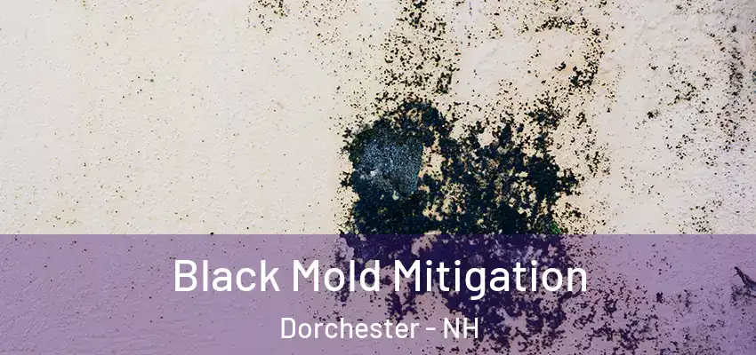  Black Mold Mitigation Dorchester - NH