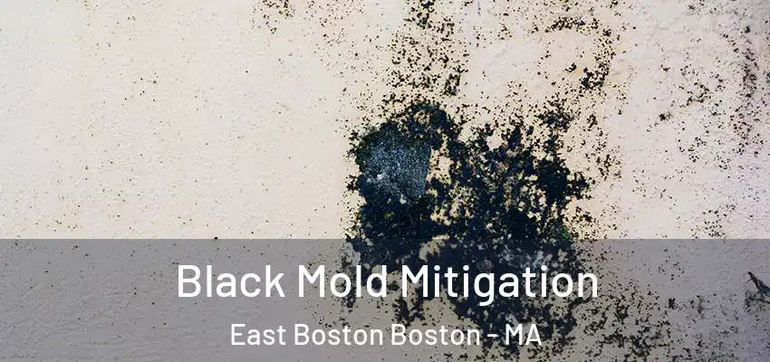 Black Mold Mitigation East Boston Boston - MA