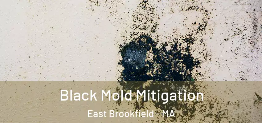 Black Mold Mitigation East Brookfield - MA
