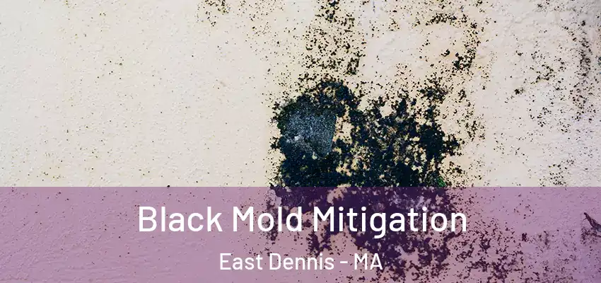  Black Mold Mitigation East Dennis - MA