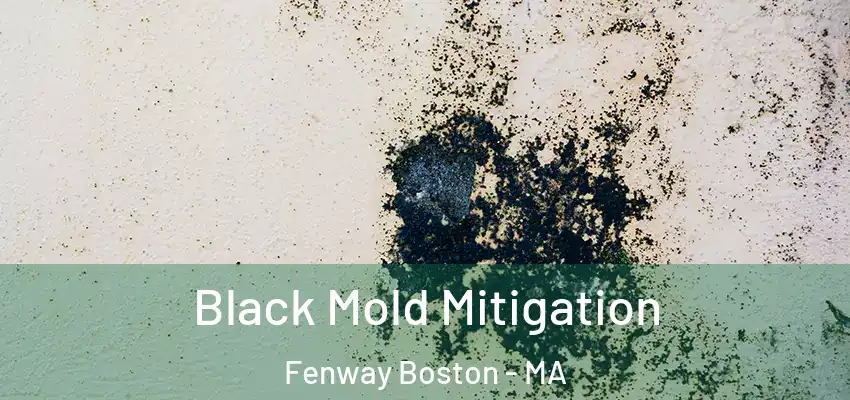 Black Mold Mitigation Fenway Boston - MA