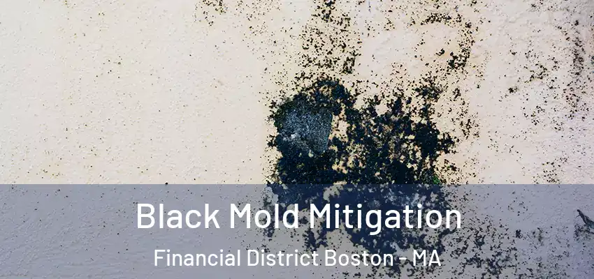  Black Mold Mitigation Financial District Boston - MA