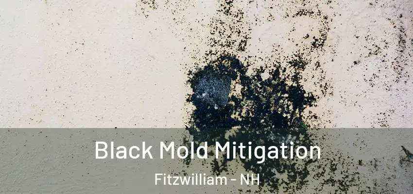 Black Mold Mitigation Fitzwilliam - NH