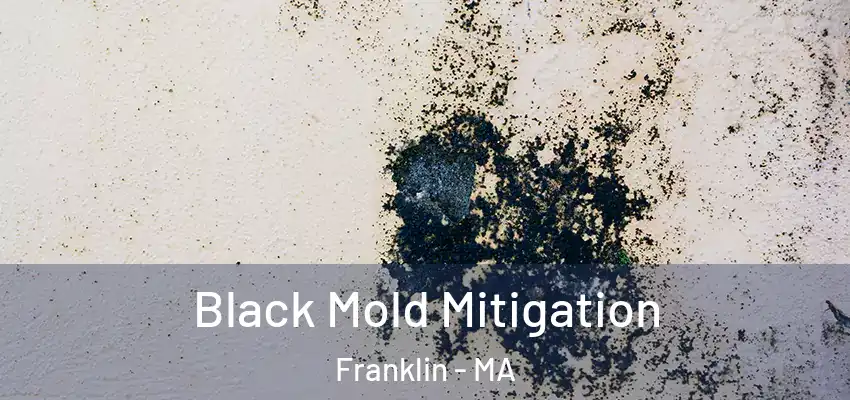 Black Mold Mitigation Franklin - MA