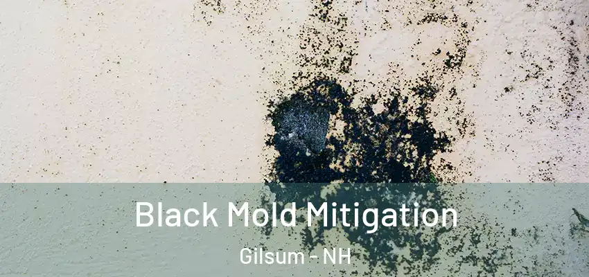 Black Mold Mitigation Gilsum - NH