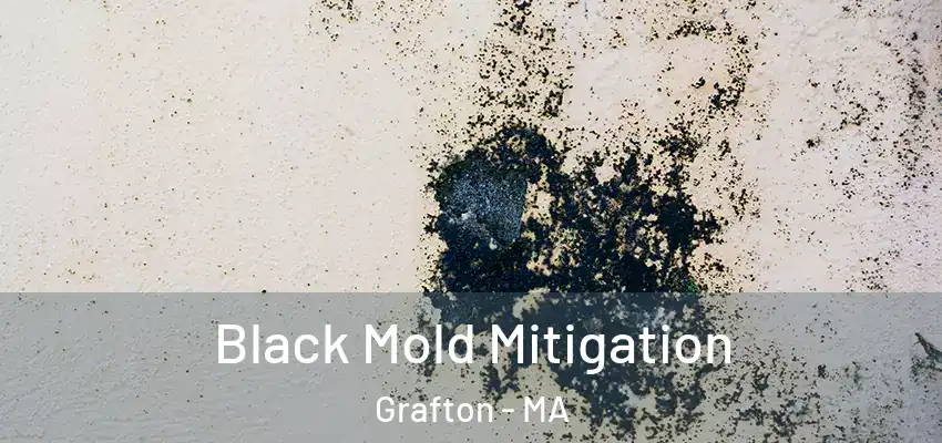 Black Mold Mitigation Grafton - MA