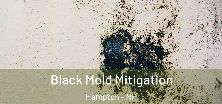 Black Mold Mitigation Hampton - NH