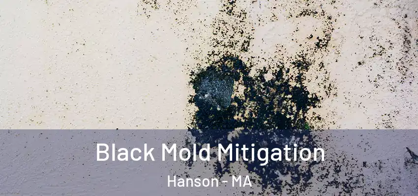 Black Mold Mitigation Hanson - MA