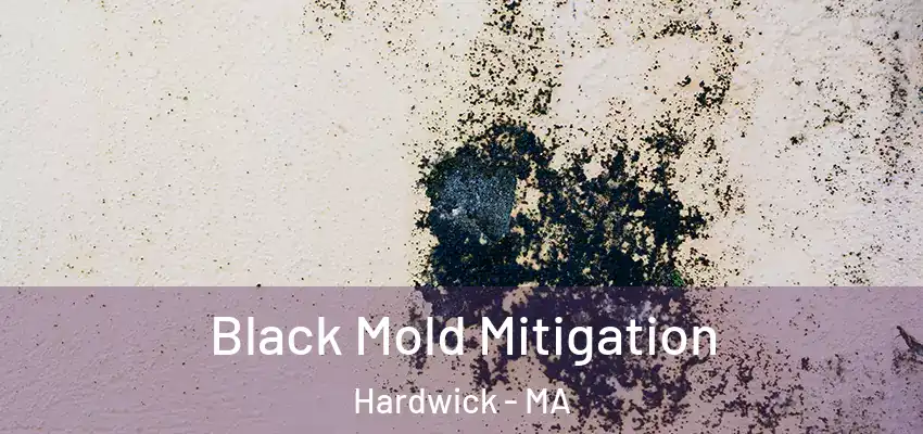 Black Mold Mitigation Hardwick - MA
