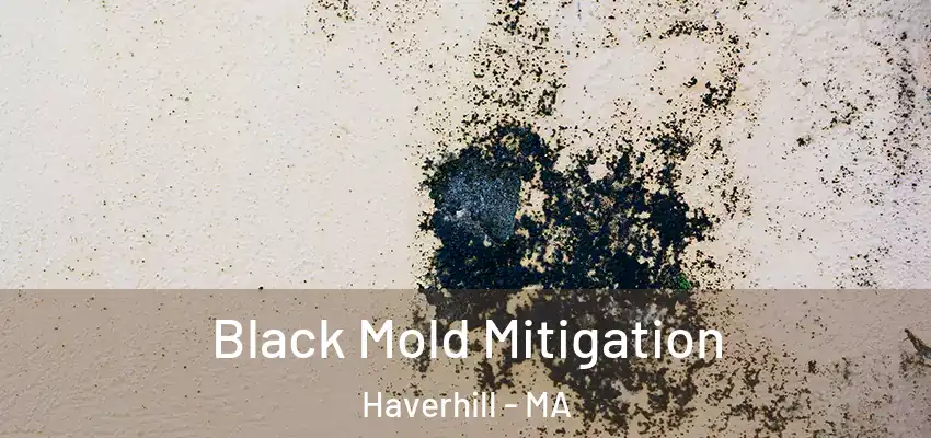  Black Mold Mitigation Haverhill - MA