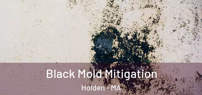 Black Mold Mitigation Holden - MA
