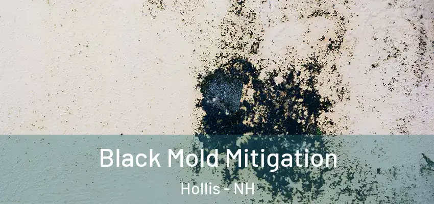 Black Mold Mitigation Hollis - NH