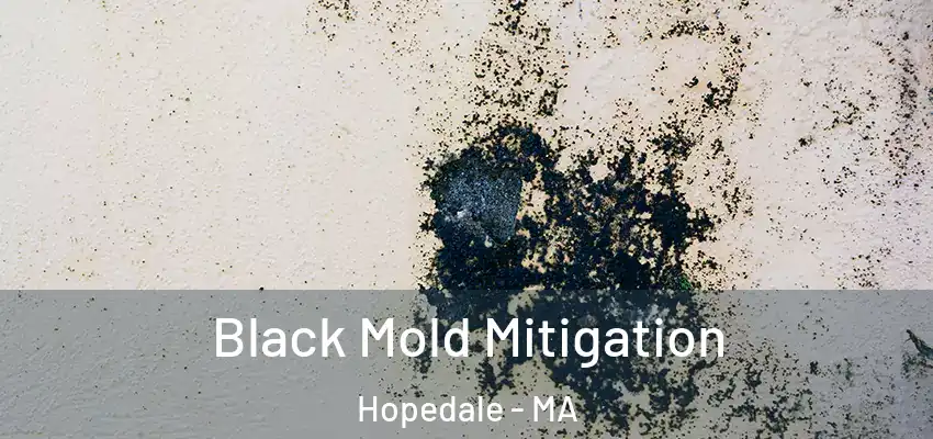 Black Mold Mitigation Hopedale - MA