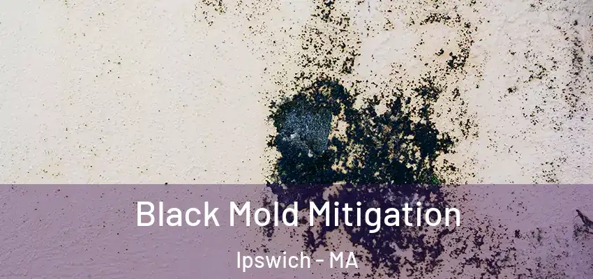  Black Mold Mitigation Ipswich - MA