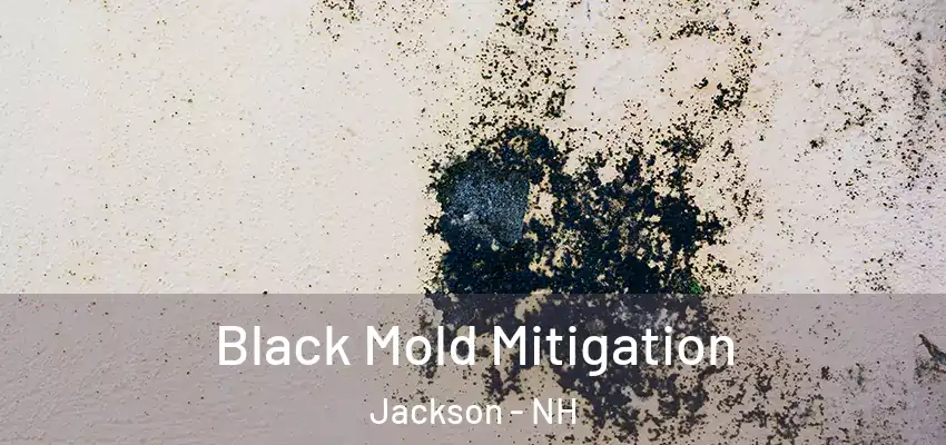 Black Mold Mitigation Jackson - NH