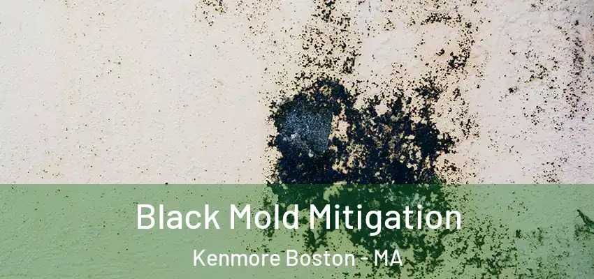  Black Mold Mitigation Kenmore Boston - MA