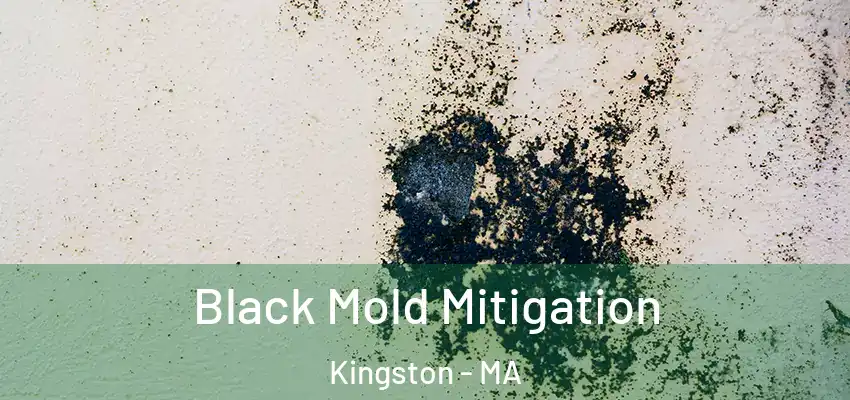  Black Mold Mitigation Kingston - MA