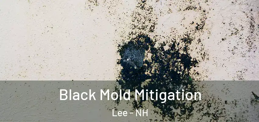 Black Mold Mitigation Lee - NH