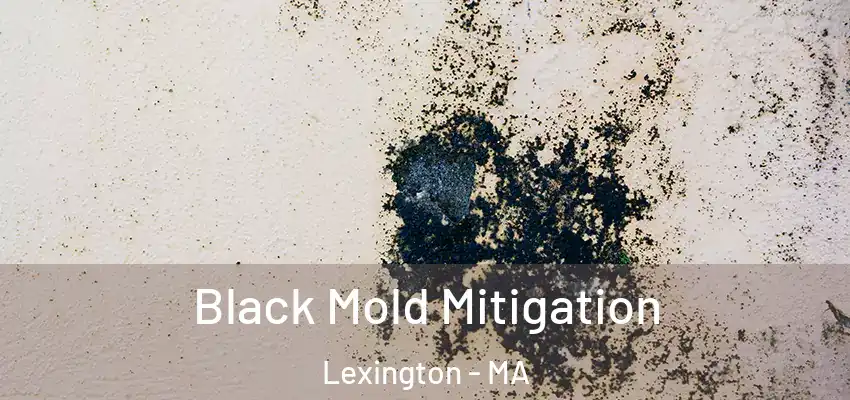 Black Mold Mitigation Lexington - MA