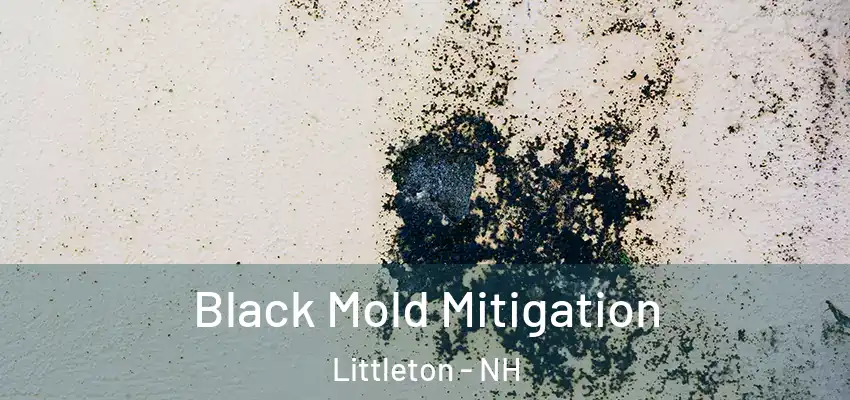 Black Mold Mitigation Littleton - NH