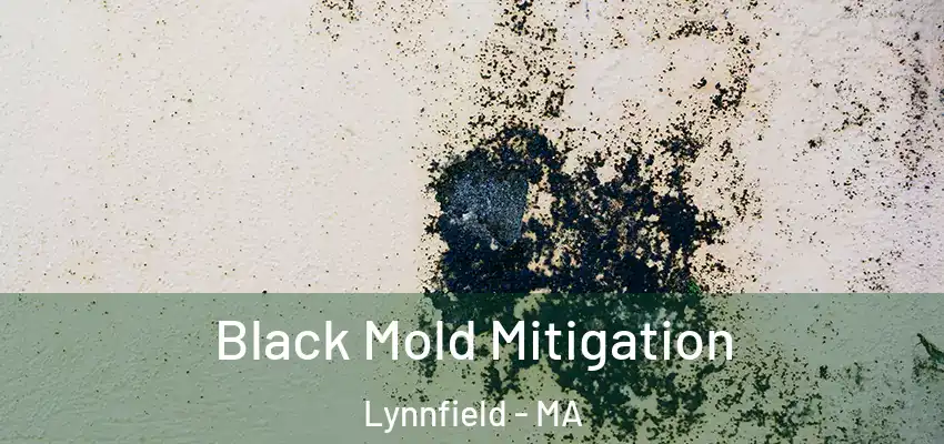 Black Mold Mitigation Lynnfield - MA