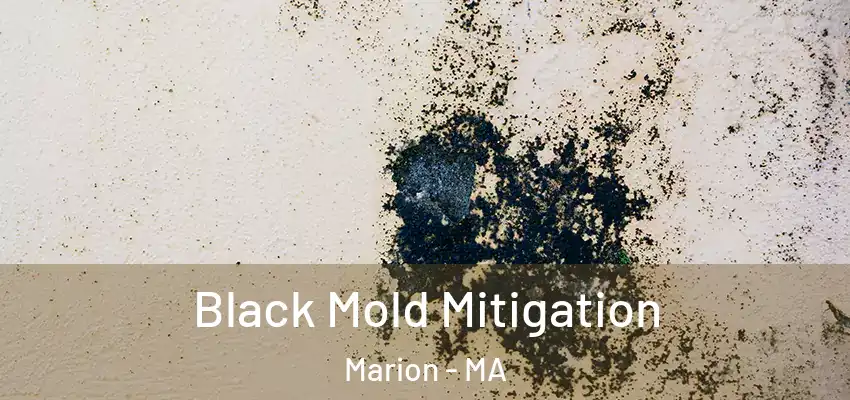 Black Mold Mitigation Marion - MA
