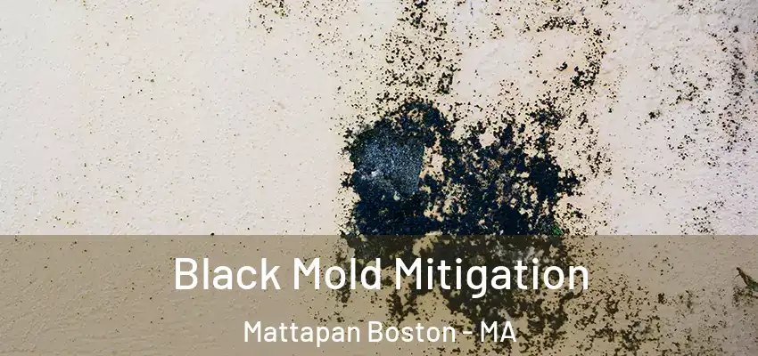  Black Mold Mitigation Mattapan Boston - MA