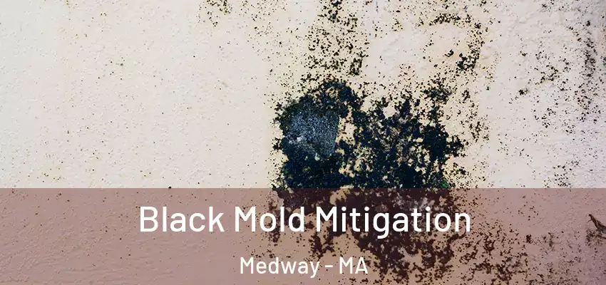 Black Mold Mitigation Medway - MA
