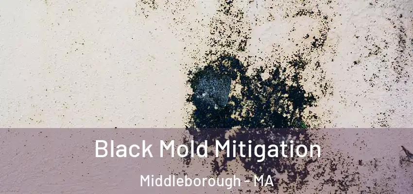 Black Mold Mitigation Middleborough - MA