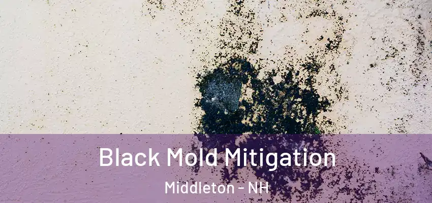  Black Mold Mitigation Middleton - NH