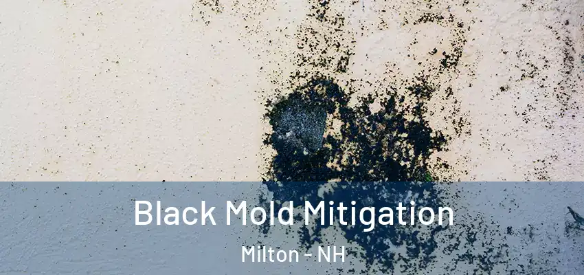  Black Mold Mitigation Milton - NH