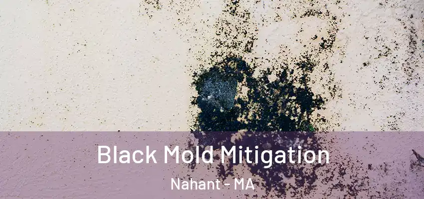 Black Mold Mitigation Nahant - MA